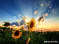 山西德音商贸有限公司
